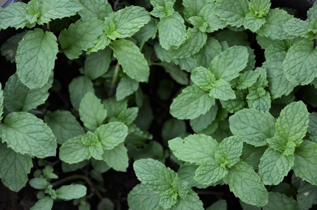 Photo herbs
